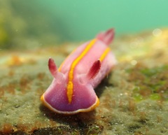 Felimida macfarlandi