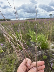 Andropogon cumulicola