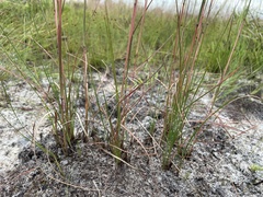 Andropogon cumulicola