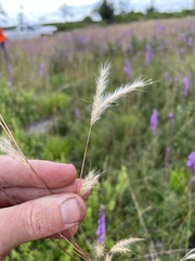 Andropogon cumulicola