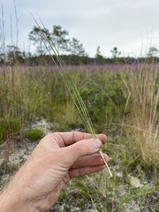 Andropogon cumulicola