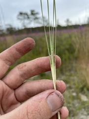 Andropogon cumulicola