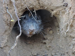 Geomys bursarius