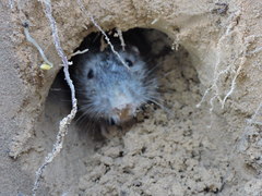 Geomys bursarius