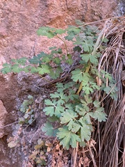 Aquilegia elegantula