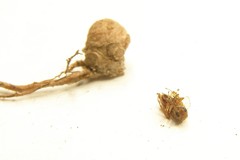 Callirhytis elliptica