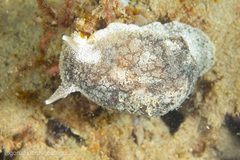 Pleurobranchaea maculata