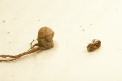 Callirhytis elliptica