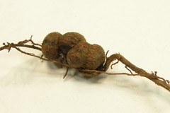 Callirhytis elliptica