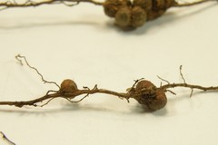 Callirhytis elliptica