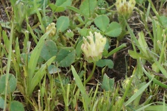Trifolium fucatum