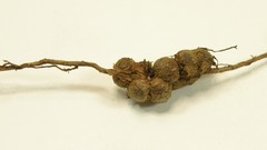 Callirhytis elliptica