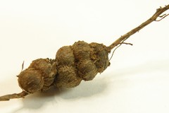 Callirhytis elliptica