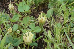 Trifolium fucatum