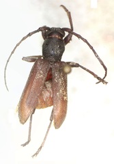Anelaphus daedaleus