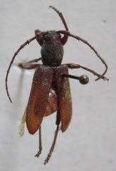 Anelaphus daedaleus