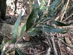 Acacia fasciculifera