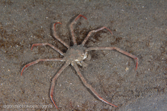 Leurocyclus tuberculosus