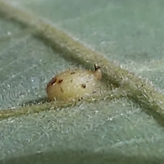 Caryomyia eumaris