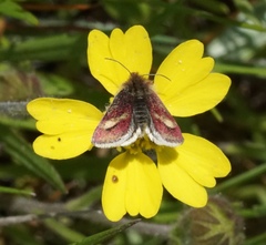 Heliolonche modicella
