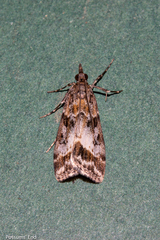 Eudonia legnota