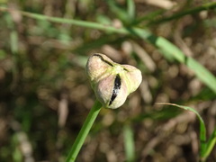 Zephyranthes tubispatha