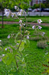 Solanum paniculatum
