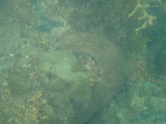 Apostichopus parvimensis