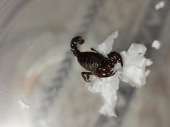 Bothriurus araguayae