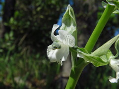Chloraea galeata
