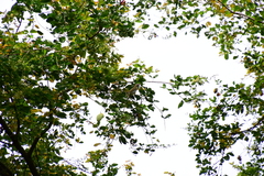 Vireonidae