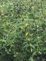 Sonneratia caseolaris