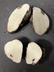 Rhizopogon parksii