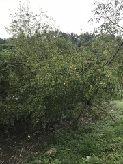 Sonneratia caseolaris