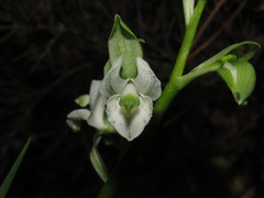 Chloraea galeata