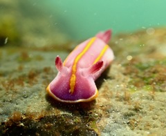 Felimida macfarlandi