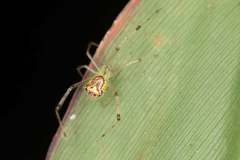 Thwaitesia argentiopunctata