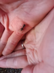 Formicidae