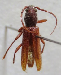 Anelaphus misellus