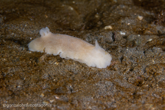 Diaulula punctuolata