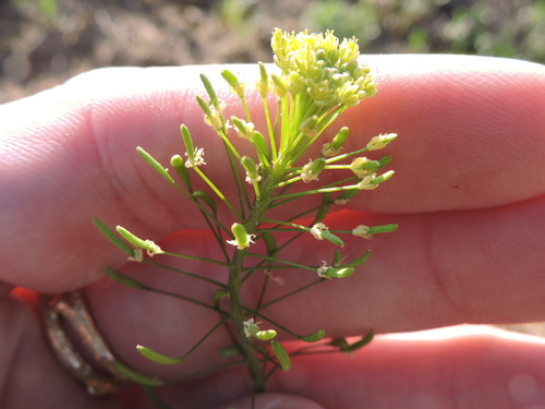 Descurainia pinnata iNat (1)
