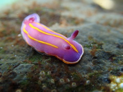 Felimida macfarlandi