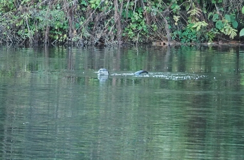 North American River Otter photographed in Vermont