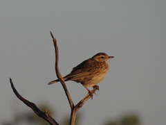 Anthus australis