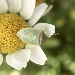 Piezodorus oceanicus