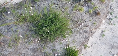 Silene burchellii burchellii
