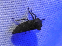 Microcentrus perditus