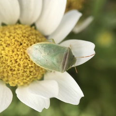 Piezodorus oceanicus