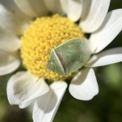 Piezodorus oceanicus