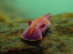 Felimida macfarlandi